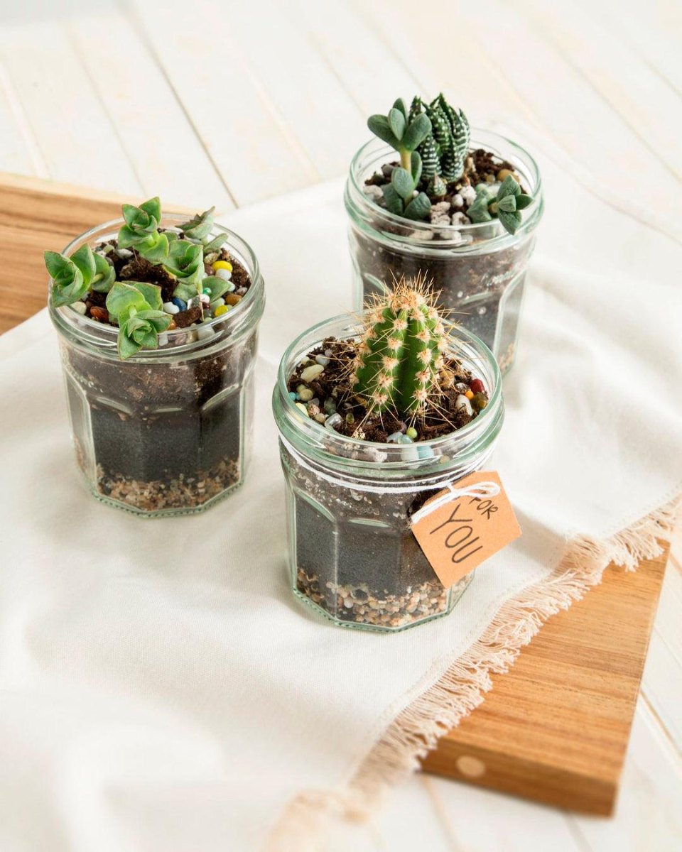 Pflanze im Glas als Geschenkidee